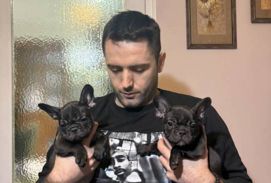 Dve ženke francuskog buldoga image 3