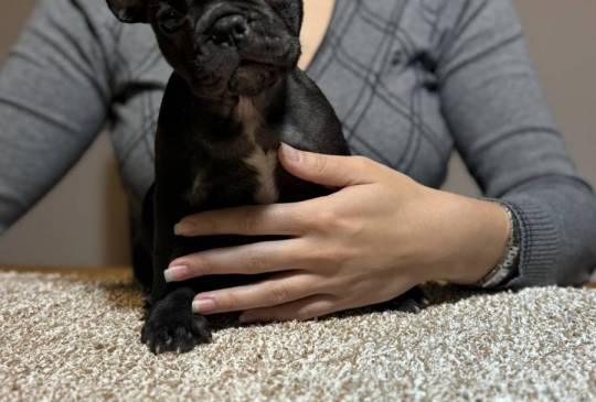 Dve ženke francuskog buldoga image 4