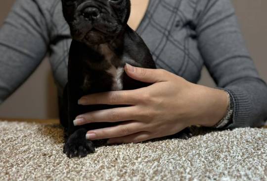 Dve ženke francuskog buldoga image 5