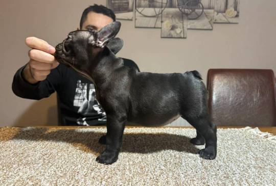 Dve ženke francuskog buldoga image 6