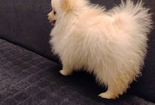 Štenci pomeranskog špica image 2