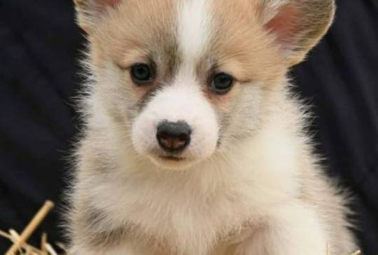 Velški korgi Welsh Corgi Pembroke image 1