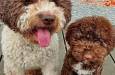 Novo leglo Lagotto romangolo  image 1