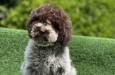 Novo leglo Lagotto romangolo  image 2