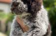Novo leglo Lagotto romangolo  image 3