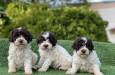 Novo leglo Lagotto romangolo  image 4