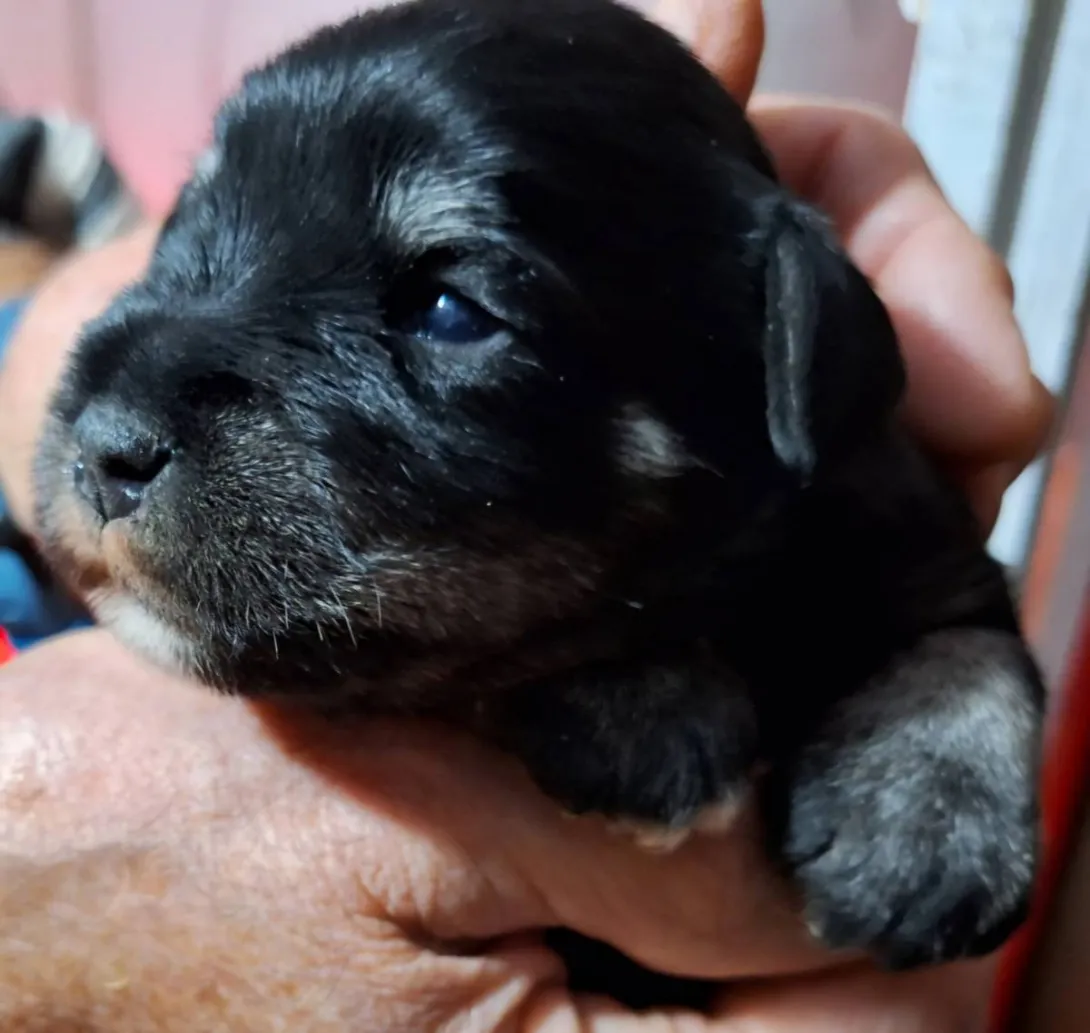 Patuljasti šnaucer na prodaju, Bečej