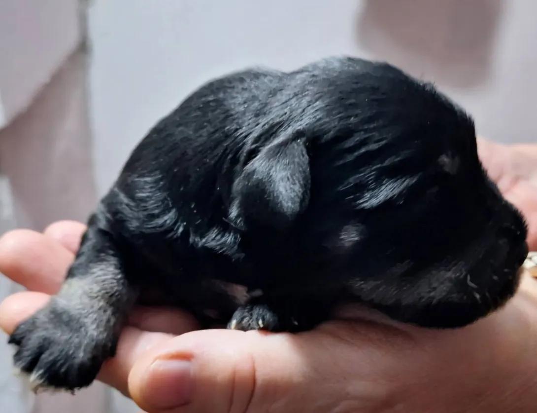 Patuljasti šnaucer na prodaju, Bečej (2)