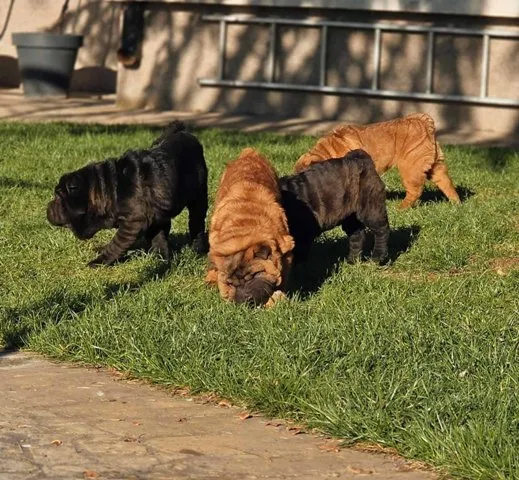 Šar-pej na prodaju, Sombor