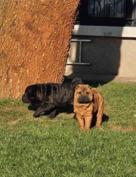 Šar-pej na prodaju, Sombor (4)