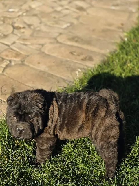 Šar-pej na prodaju, Sombor (5)