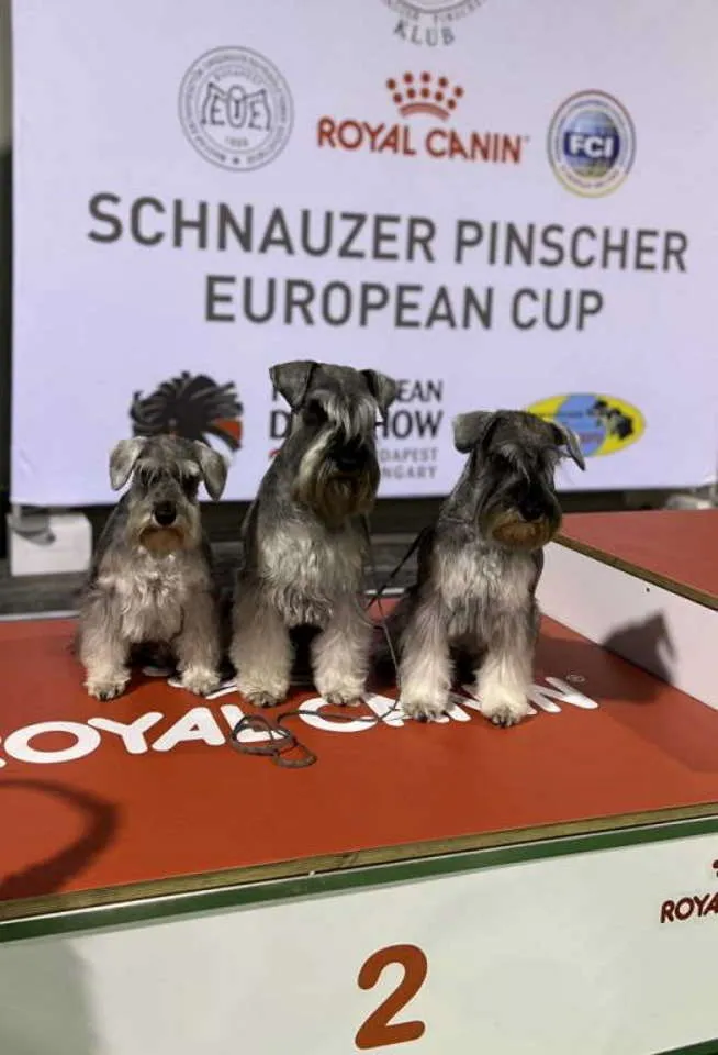 Patuljasti šnaucer na prodaju, Beograd Zemun (3)