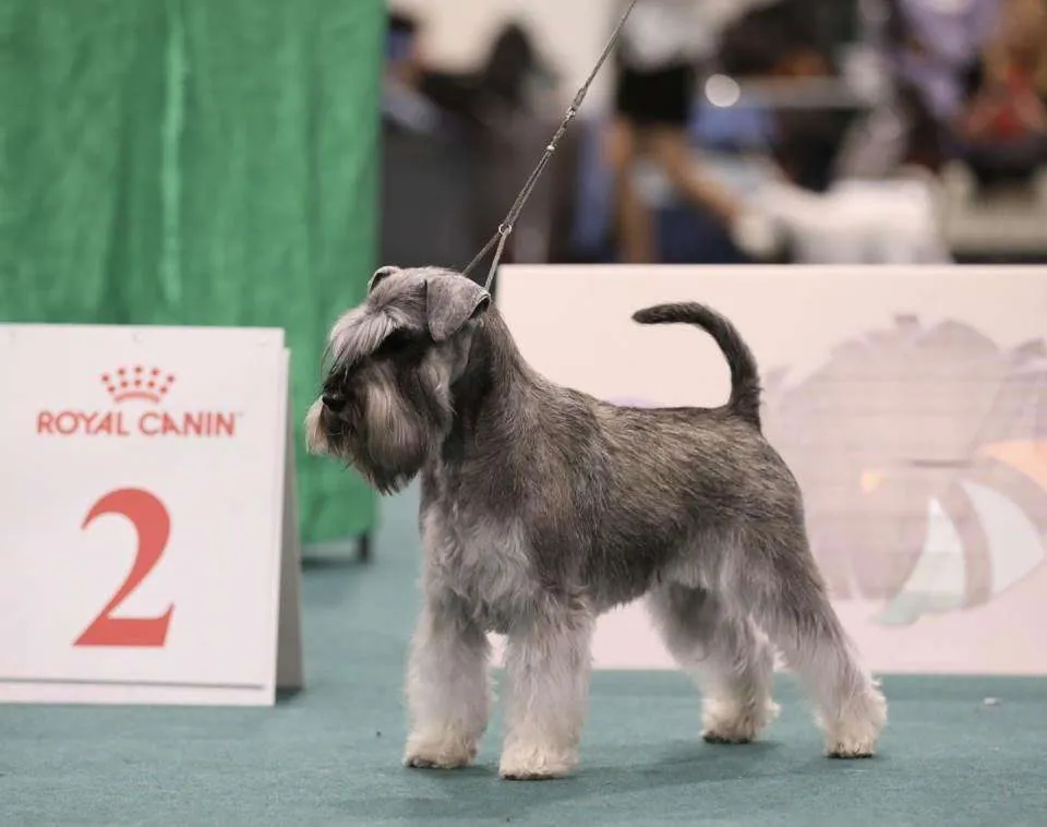 Patuljasti šnaucer na prodaju, Beograd Zemun (4)