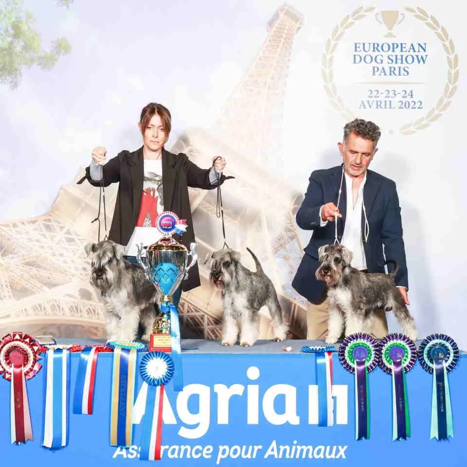 Patuljasti šnaucer na prodaju, Beograd Zemun (2)