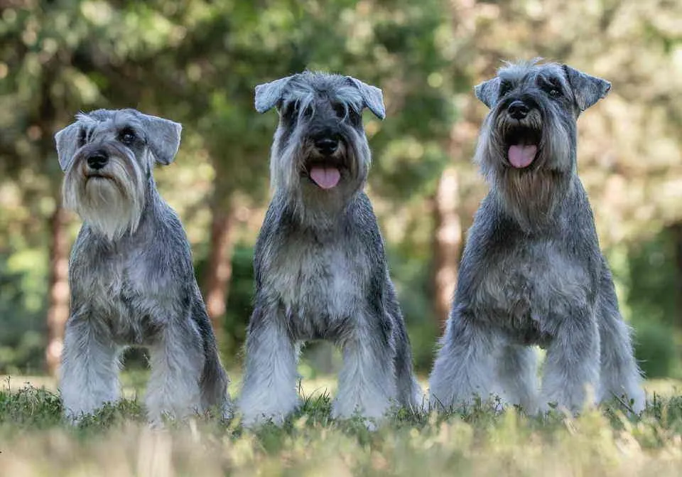 Patuljasti šnaucer na prodaju, Beograd Zemun (5)