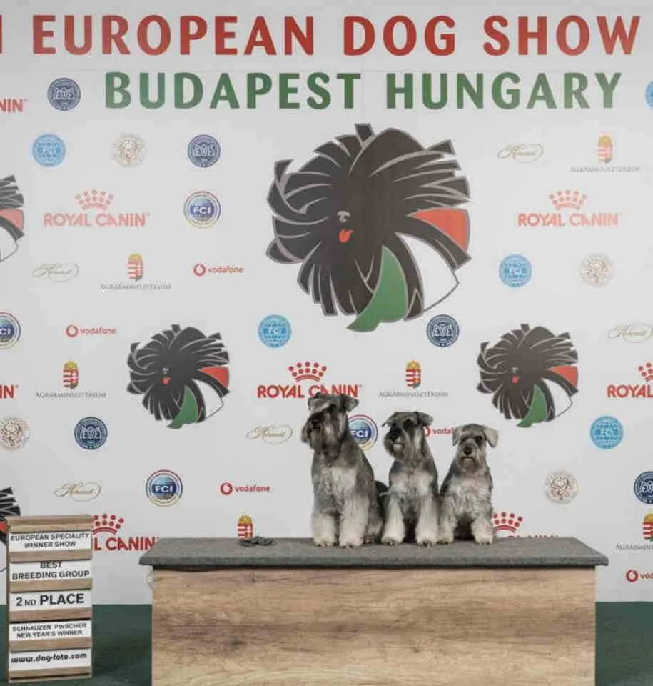 Patuljasti šnaucer na prodaju, Beograd Zemun (6)