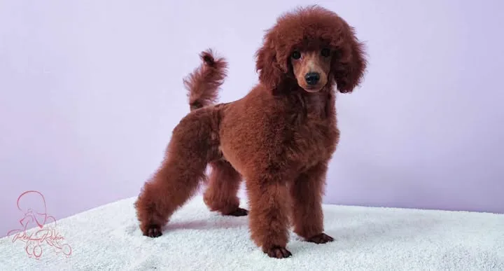 Pudla (patuljasta) na prodaju, Novi Sad