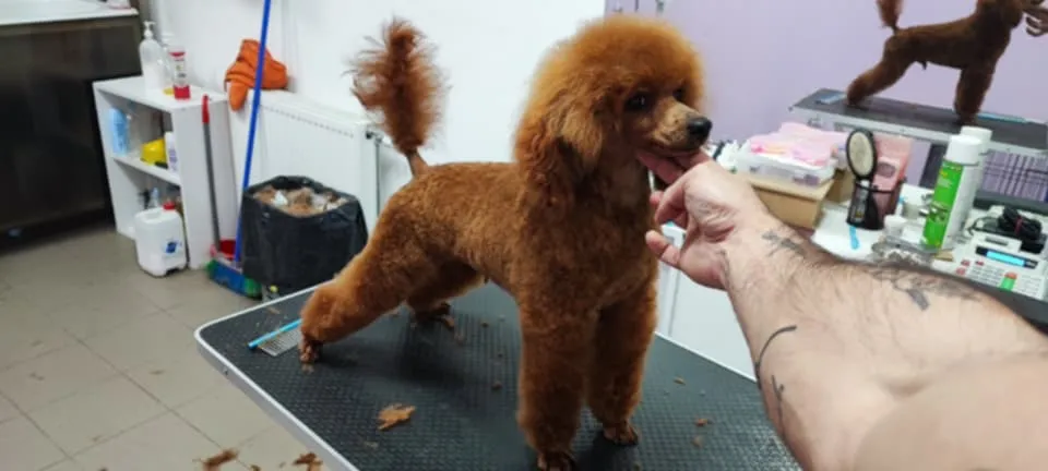 Pudla (patuljasta) na prodaju, Novi Sad