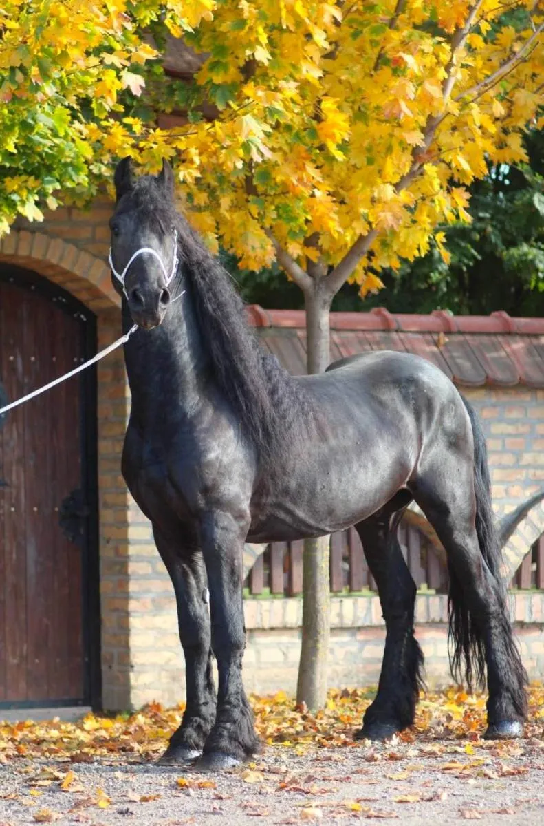 Ostalo na prodaju, Stara Pazova