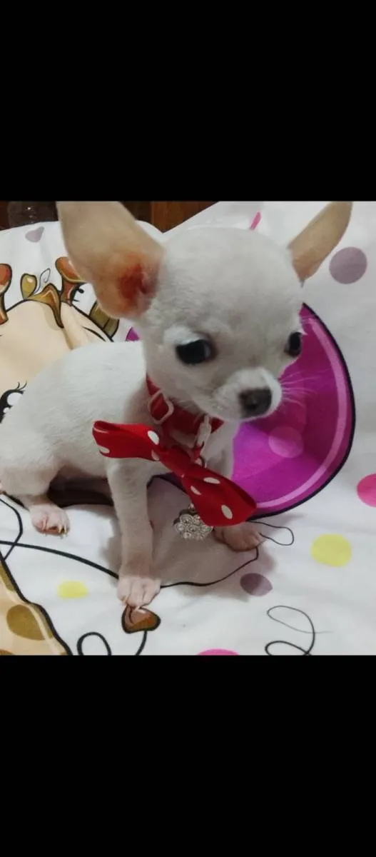 Čivava na prodaju, Beograd