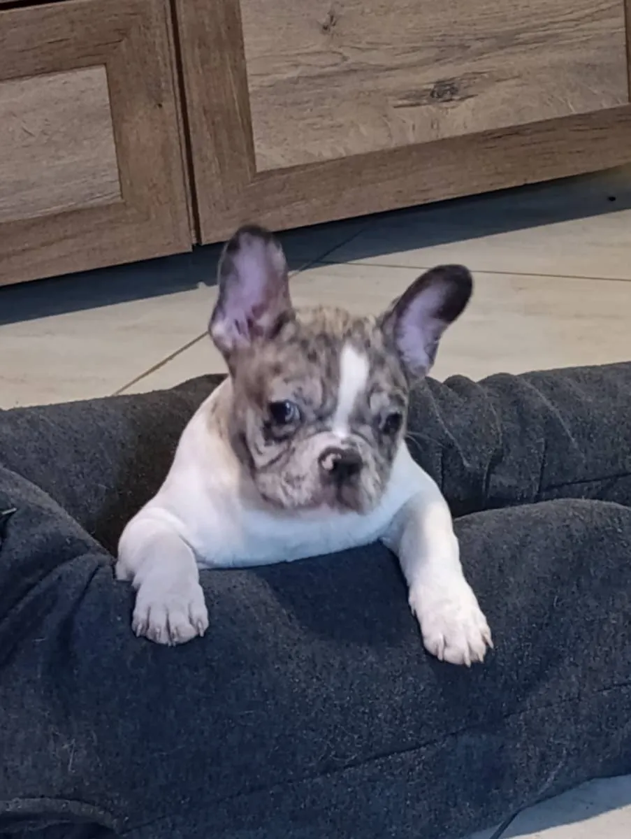 Francuski buldog na prodaju, Obrenovac (2)