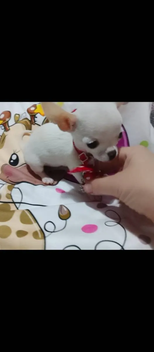 Čivava na prodaju, Beograd (2)