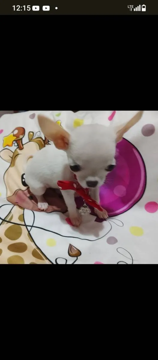 Čivava na prodaju, Beograd (3)