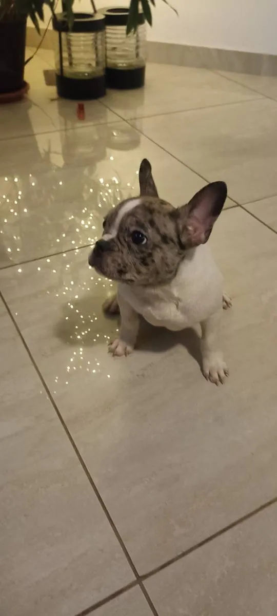 Francuski buldog na prodaju, Obrenovac (4)