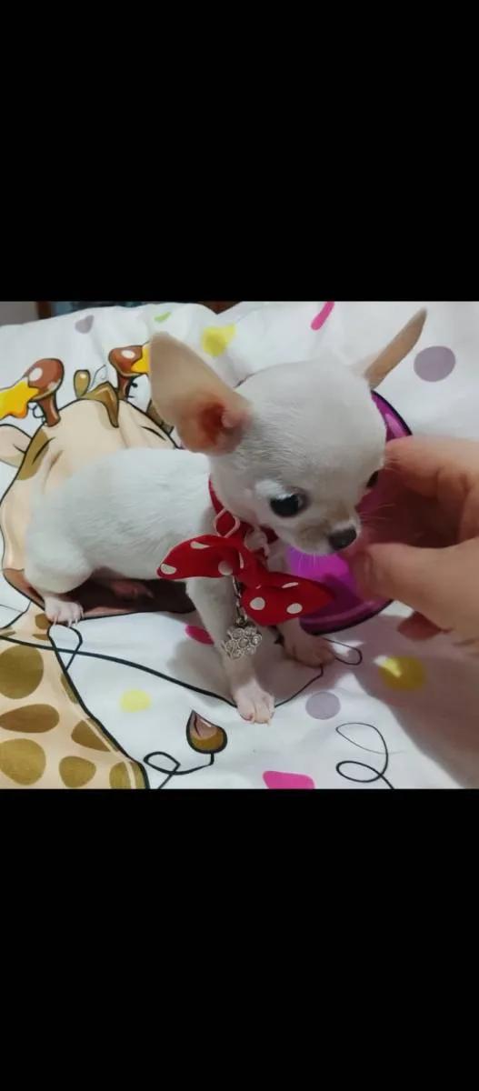 Čivava na prodaju, Beograd (4)