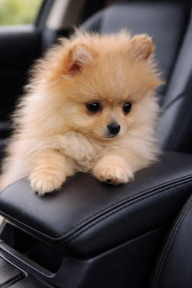 Ostalo na prodaju, Beograd (4)