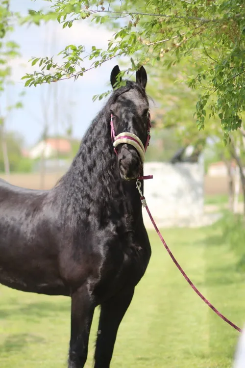 Ostalo na prodaju, Stara Pazova (5)