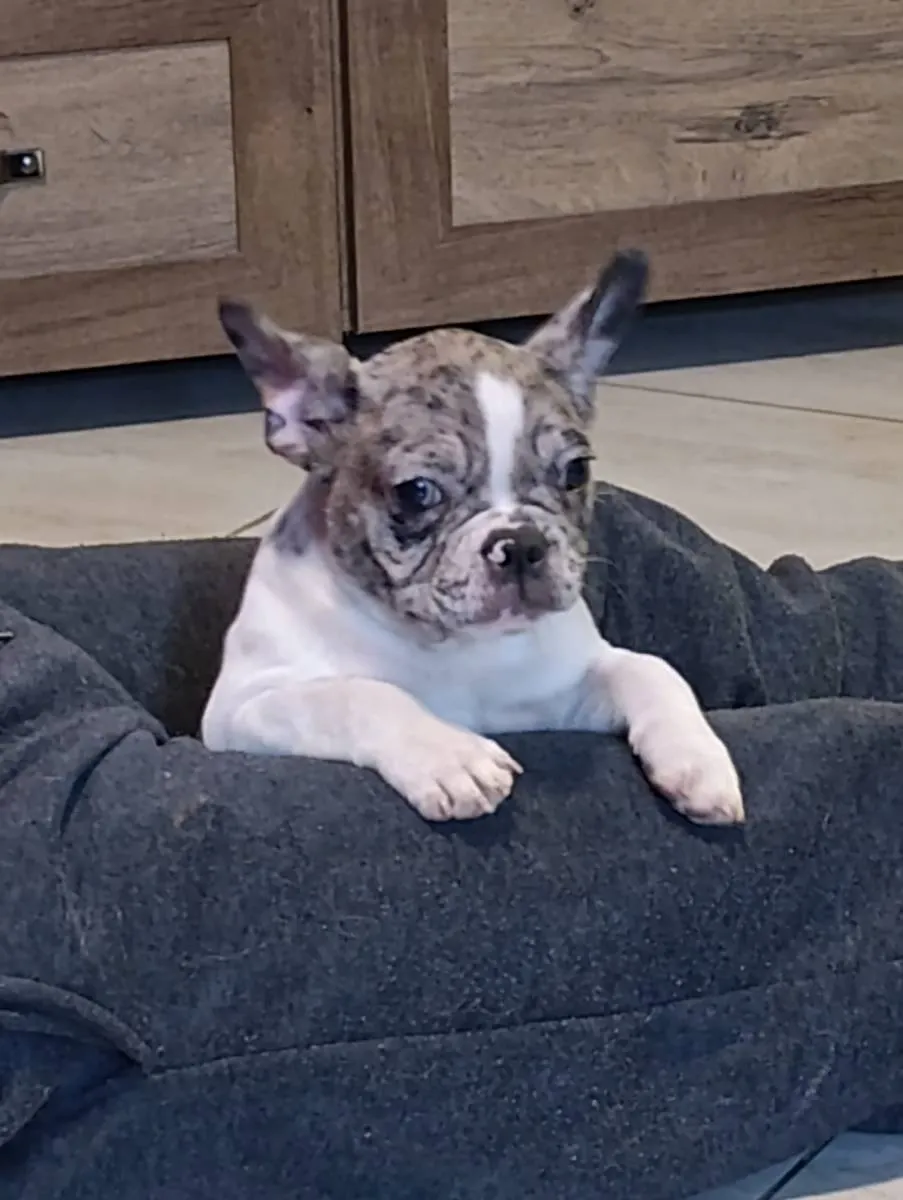 Francuski buldog na prodaju, Obrenovac (5)