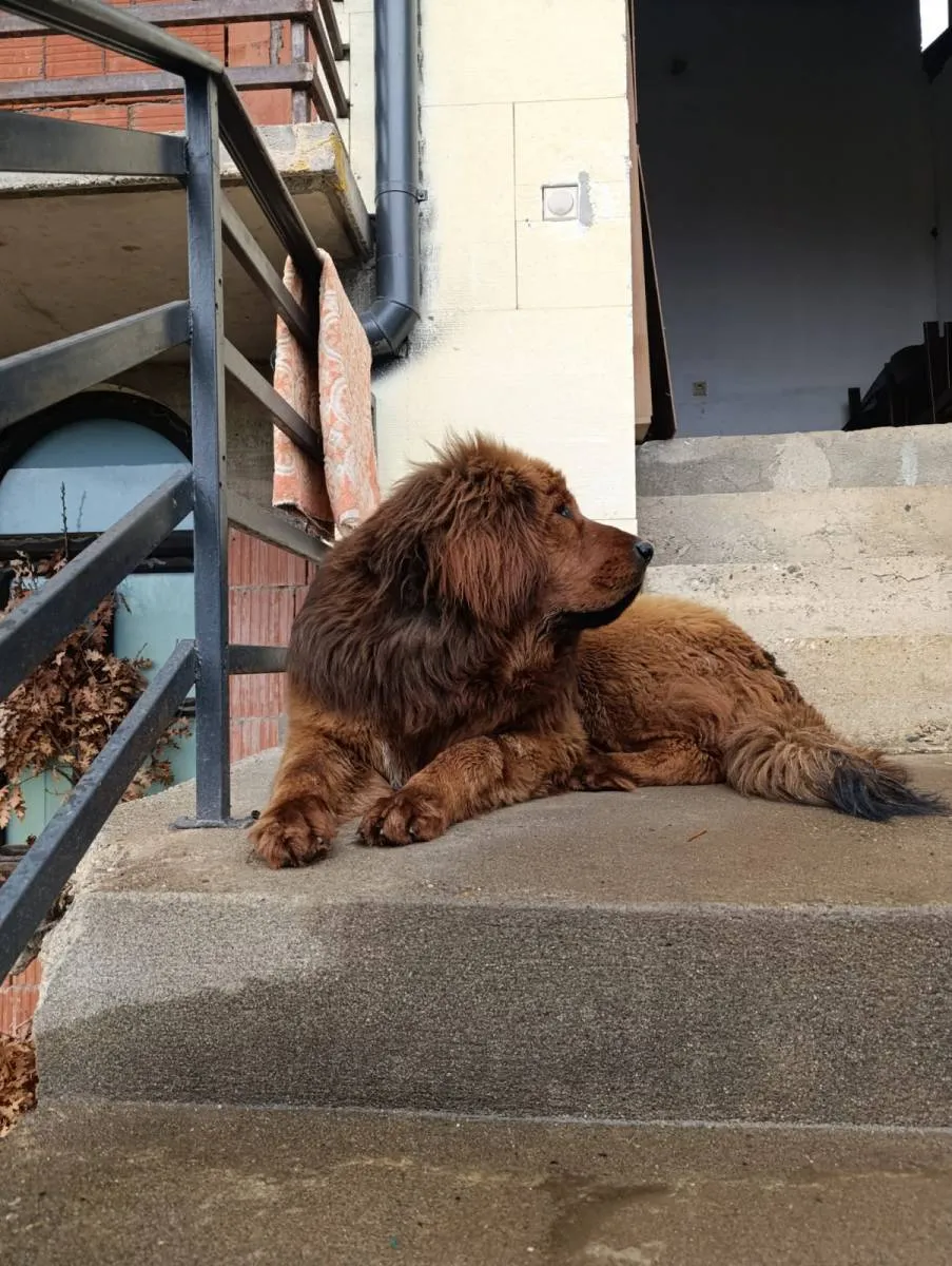 Tibetski mastif na prodaju, Trstenik