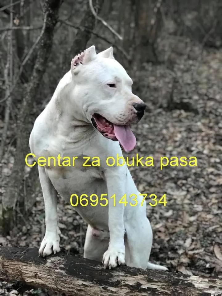 Ostalo na prodaju, Beograd