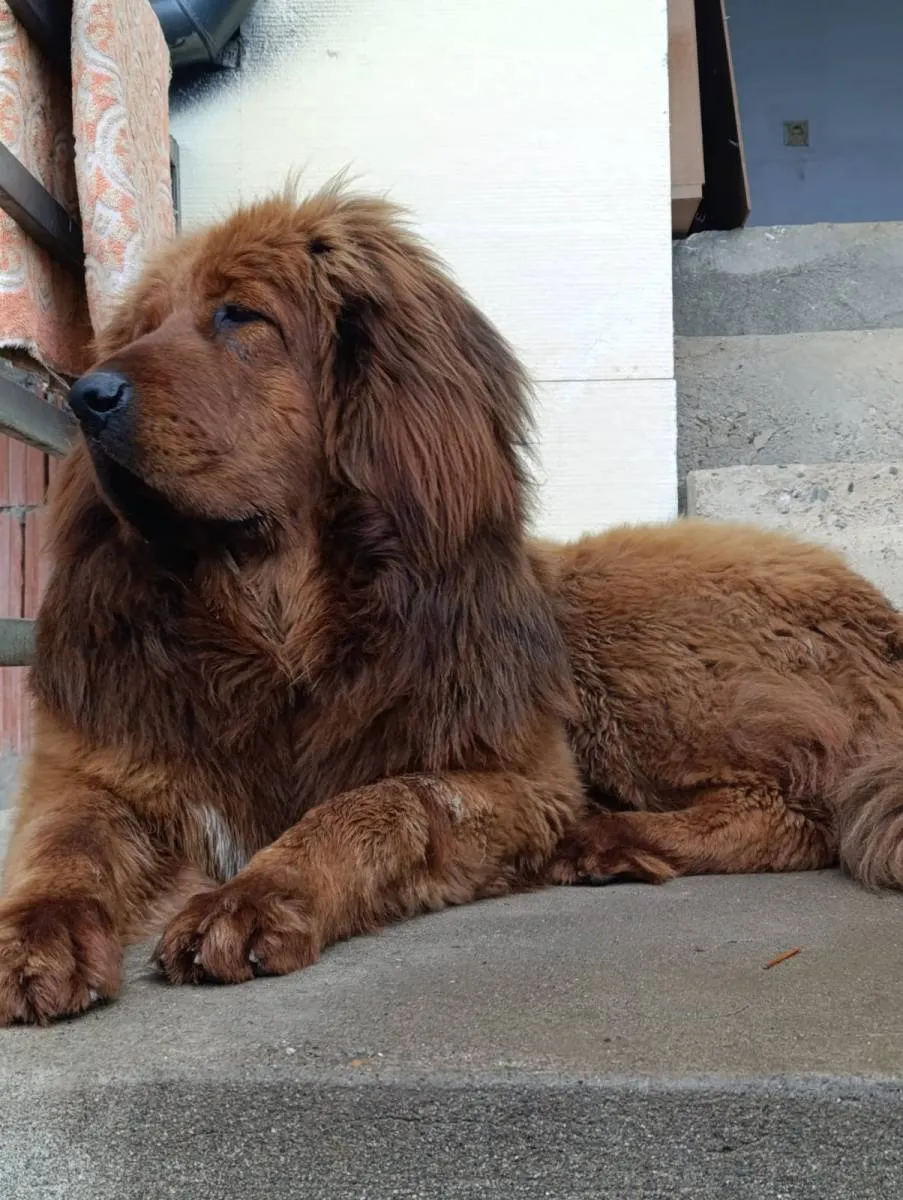 Tibetski mastif na prodaju, Trstenik (2)