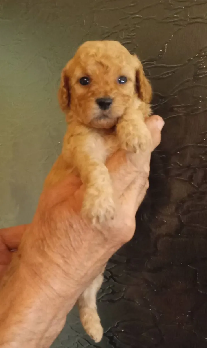 Pudla (patuljasta) na prodaju, Novi Sad