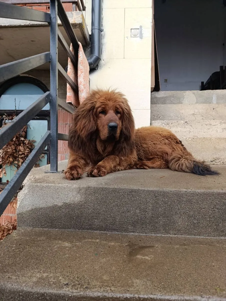 Tibetski mastif na prodaju, Trstenik (3)