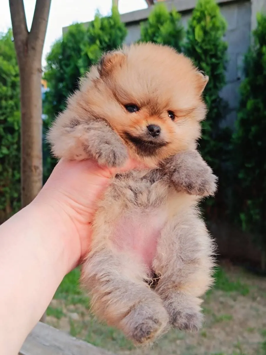 Ostalo na prodaju, Beograd Čukarica (3)