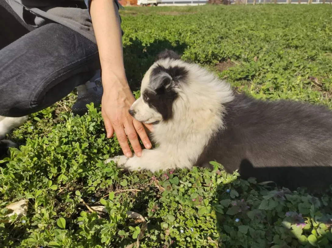 Border koli na prodaju, Ada (4)