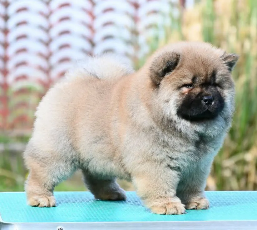 Čau-čau na prodaju, Valjevo