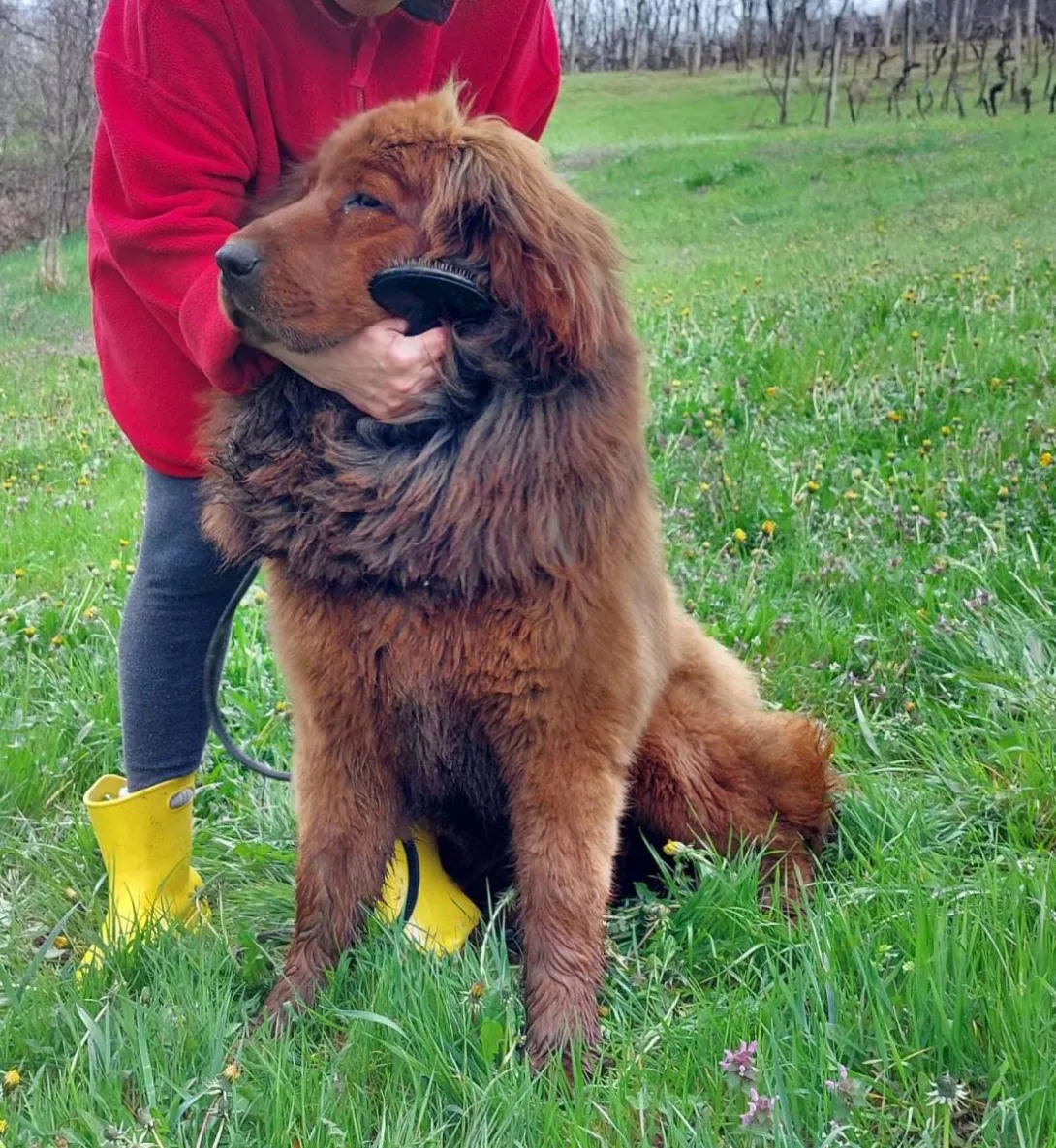Tibetski mastif na prodaju, Trstenik (4)