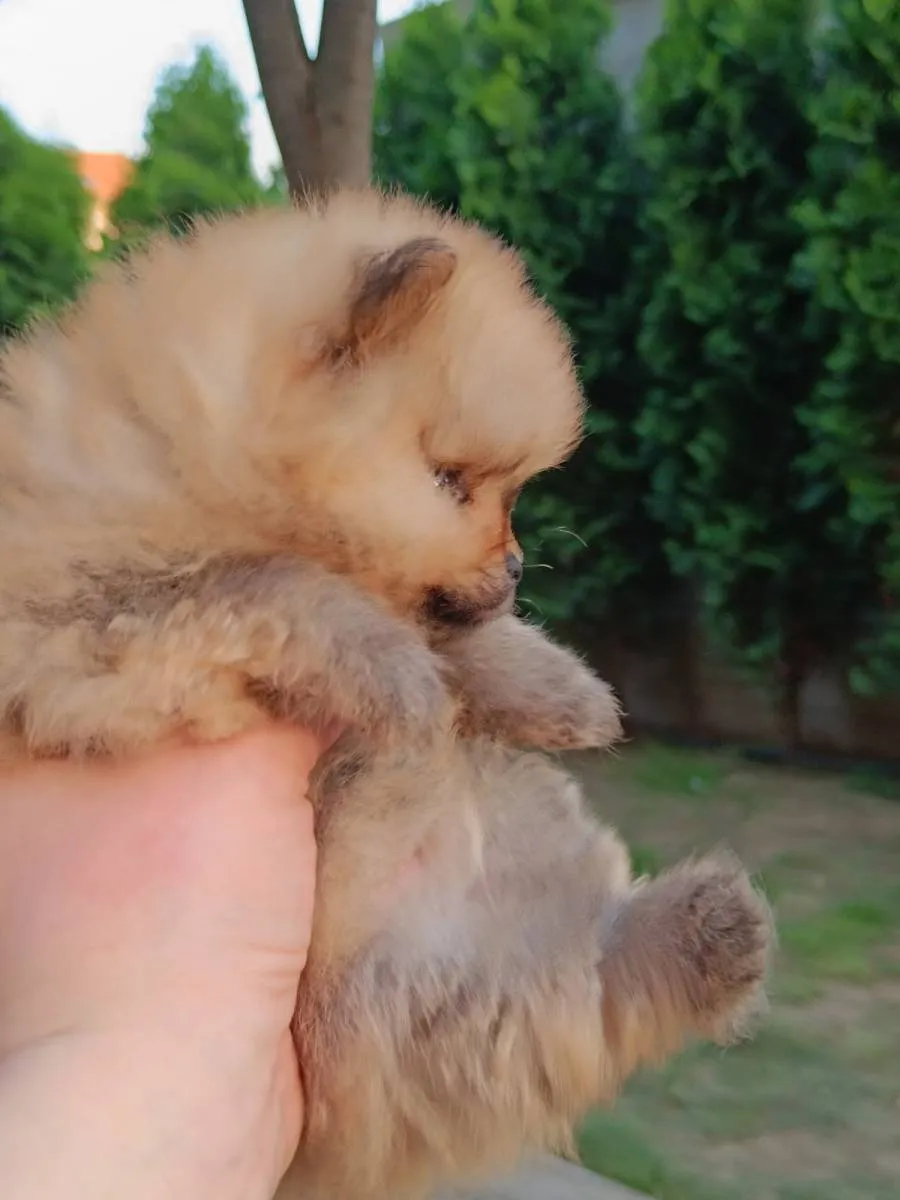 Ostalo na prodaju, Beograd Čukarica (4)