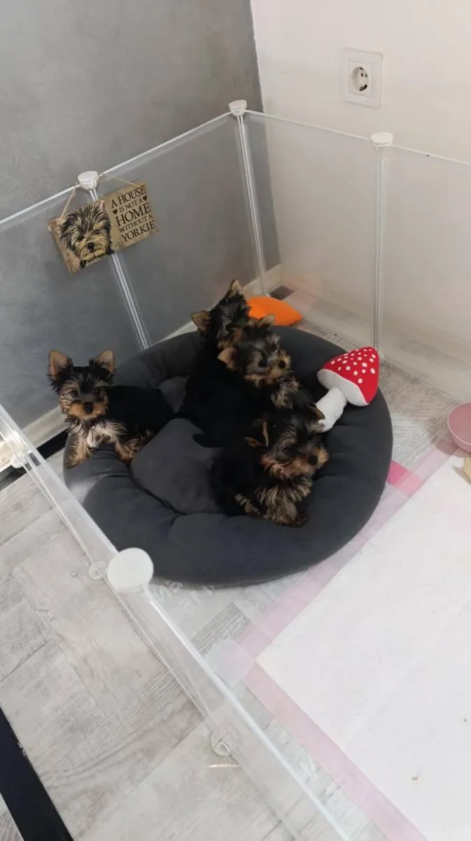 Jorkširski terijer na prodaju, Zrenjanin (3)