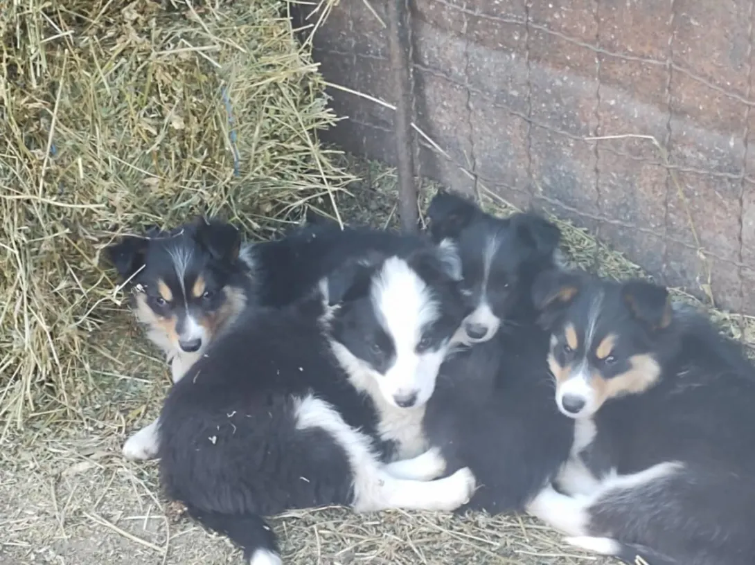 Border koli na prodaju, Ada