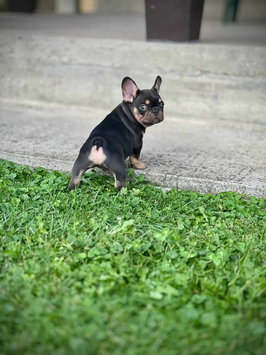 Francuski buldog na prodaju, Kragujevac