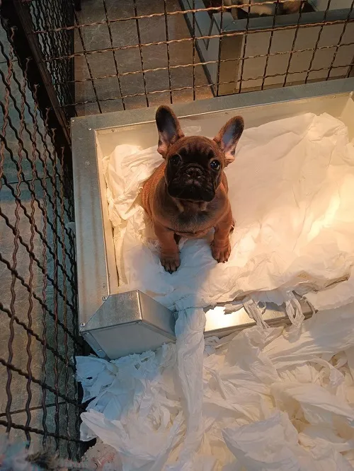 Francuski buldog na prodaju, Sremska Mitrovica