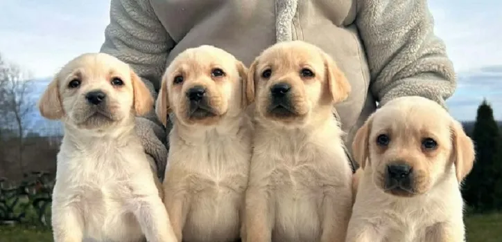 Labrador retriver na prodaju, Obrenovac