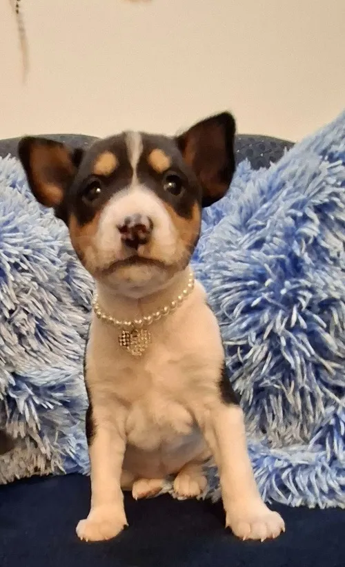 Basenji na prodaju, Ruma