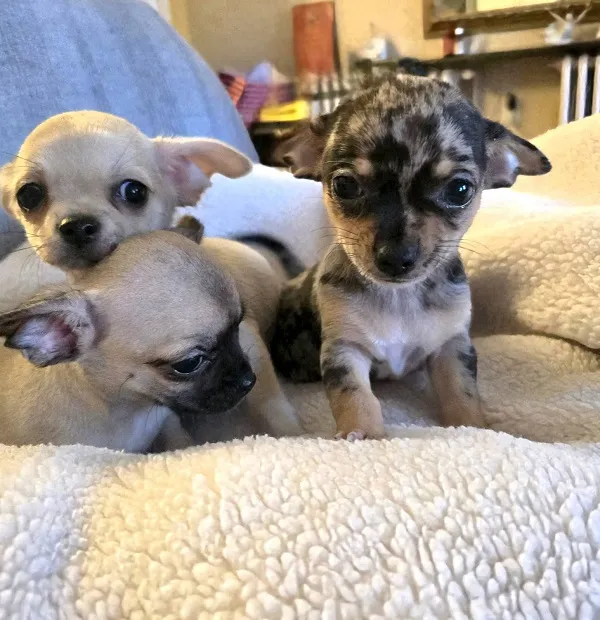 Čivava na prodaju, Zrenjanin