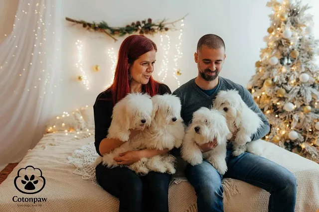 Tulearski pas na prodaju, Jagodina